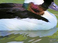 Bufflehead (Breast & Body) - pic by Nigel Key